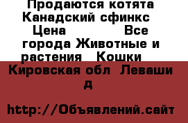 Продаются котята Канадский сфинкс › Цена ­ 15 000 - Все города Животные и растения » Кошки   . Кировская обл.,Леваши д.